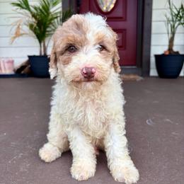 Adobo - Parti male Goldendoodle puppy in Brooksville, Florida from Spring Prairie Doodles