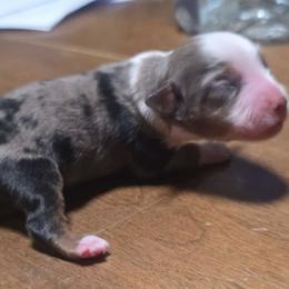 Samantha - Blue merle female Miniature Australian Shepherd puppy in Terryville, Connecticut from Spirited Aussies