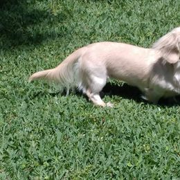 Dachshunds from Dorothy's Dogs