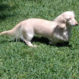 Dachshunds from Dorothy's Dogs