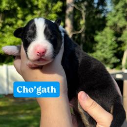 Cho'gath (long tail) - Red tri-color male Australian Shepherd puppy in Jacksonville, Florida from Solace Australian Shepherds