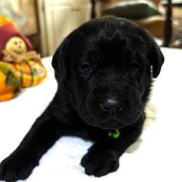 Sweet Tea (Sweetie) - Black female Labrador Retriever puppy in Taylors, South Carolina from Spring Water Labs of the Carolinas