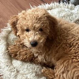 Lady Ariella - Apricot female Poodle puppy in Buffalo, New York from Babbling Clear Brook Puppies
