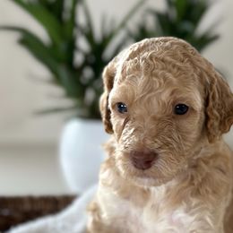 Girl 2 - Red  Poodle puppy in Utah from Red Mountain Poodles