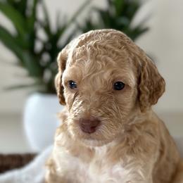 Girl 2 - Red  Poodle puppy in Utah from Red Mountain Poodles