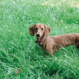 Dachshund Puppies from Hoosier Little Wieners