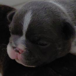 Atlas - Blue male Boston Terrier puppy in Star, North Carolina from Meatloaf's Bostons Family