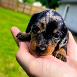 Nala - Dapple female Dachshund puppy in Jackson, Tennessee from BlackPine Kennels