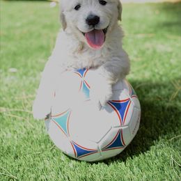 Golden Retriever Puppies from Dani’s Dawgs