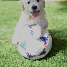 Golden Retriever Puppies from Dani’s Dawgs