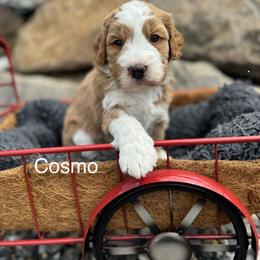 Cosmo - Red male Bernedoodle puppy in Salem, Utah from Doodle Doodle Dogs