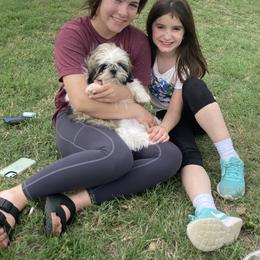 Shih Tzu Puppies from Willow Lane Shih Tzus