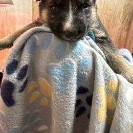 Red male - Panda male German Shepherd puppy in Columbiana County, Ohio from Das Müller Hund Haus