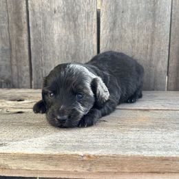 Green - Brindle male Dachshund puppy in South Willard, Utah from Doxies in the Sun