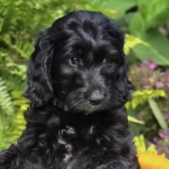 Golden Mountain Doodles from Hopes Angels Mini Doodles