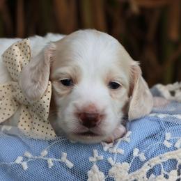 Theo - Cream male Dachshund puppy in Wakarusa, Indiana from PuppyLove Dachshunds