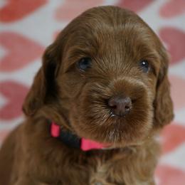 Teeter - Red female Australian Labradoodle puppy in Fontana, California from Glory Labradoodle’s