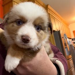Merle boy - Red merle male Miniature Australian Shepherd puppy in Kellerton, Iowa from Ebersole Ranch
