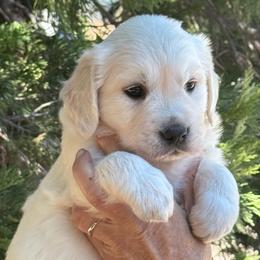 Girl 3 - Light golden female Golden Retriever puppy in Lake Hughes, California from Golden Hills Retrievers