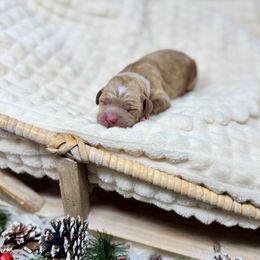 Promise - Red male Double Doodle puppy in Orange, Texas from Walk with Me Doodles