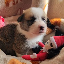 Black Paw Bandana Boy - Black and tan male Pembroke Welsh Corgi puppy in Cherokee, Oklahoma from MCS Farms-OK