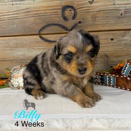 Billy Etbauer - Blue merle male Miniature Australian Shepherd puppy in El Dorado Springs, Missouri from OR Aussies