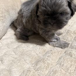 Sassy - Blue female Shih Tzu puppy in Kc, Missouri from Snookums Shih Tzu