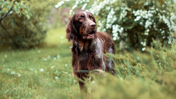 Find Picardy Spaniel puppies for sale near Virginia