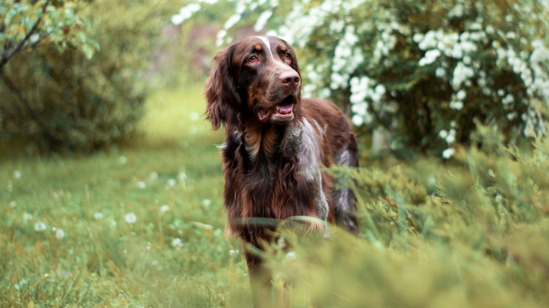 cuanto cuesta un spaniel de picardia