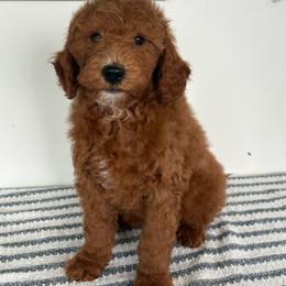 Hank - Red  male Poodle puppy in Strasburg, Virginia from Shenandoah Valley Doodles