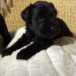 Brock's Miniature Schnauzer - Black male Miniature Schnauzer puppy in Greensburg, Louisiana from Brock’s  Miniature Schnauzers
