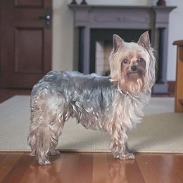 TapTap - Yorkshire Terrier