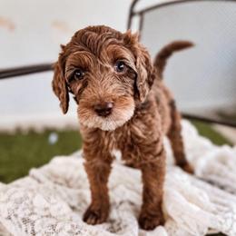 Evie - Merle female Labradoodle puppy in Elizabeth City, North Carolina from Howdy Doodles
