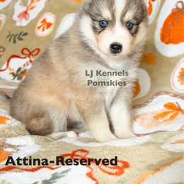 Attina - Silver and white female Pomsky puppy in Centerville, Iowa from LJ Kennels Pomskies, LLC