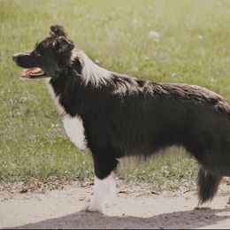 Ocean - Border Collie