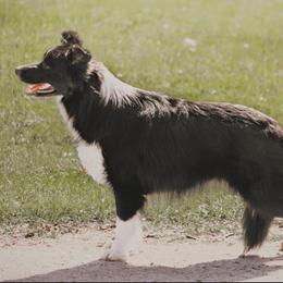 Ocean - Border Collie