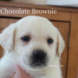 Labrador Retriever Puppies from Mahner Labs