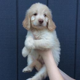 Goldendoodle Puppies from Goldendoodles of Vanhoy Farms
