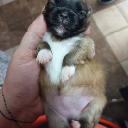 Pomeranian Puppies from Lovingood Farms