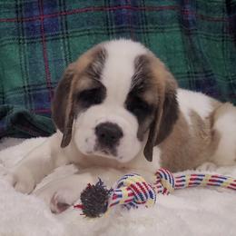 Blossom - Mahogany and white female Saint Bernard puppy in Brandon, South Dakota from Split Rock Saints