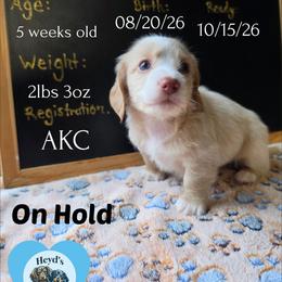 Pegasus - Cream male Dachshund puppy in Hoquiam, Washington from Heyd's Mini Dachshunds