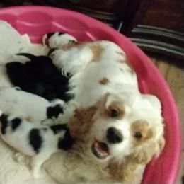 MaryAnn - Cocker Spaniel