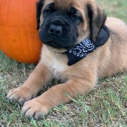 Mastiff Puppies from Red River Mastiff