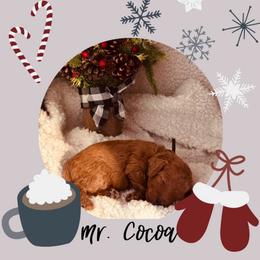 Cocoa - Red  male Poodle puppy in Dayton, Texas from Wolfe Island Poodles