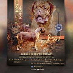 Jazzy - Dogue de Bordeaux