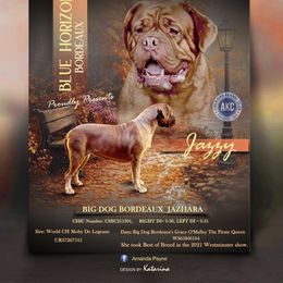 Jazzy - Dogue de Bordeaux