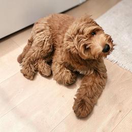 Lasso RVA GH Opt - Red  female Goldendoodle puppy in Henrico, Virginia from Paws 4 Doodles, LLC