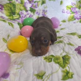 Moose - Chocolate and tan male Dachshund puppy in Opelika, Alabama from Dachshund Darlins