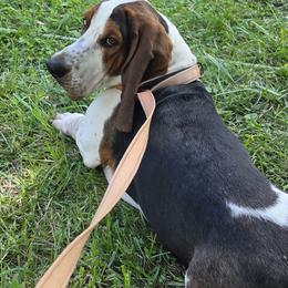 Basset Hounds from Lil Shorties Bassets