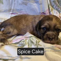 Spice Cake - Brown male Cavapoo puppy in Lewisburg, Pennsylvania from Jessie's Puppies